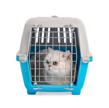 Evcil hayvan taşıyıcısındaki şirin kedi beyazda izole edilmiş.