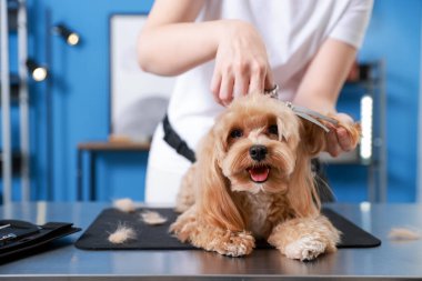 İçeride makasla köpek kılı kesen kadın, yakın plan. Hayvan bakımı.