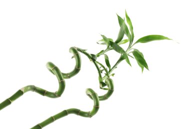 Güzel dekoratif bambu bitkisi beyaza izole edilmiş.