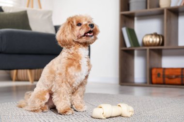 Evde yerde kemikleri çiğnenmiş şirin bir köpek, mesaj için yer var.