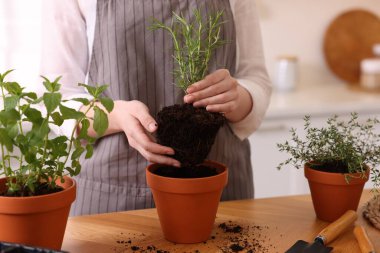 Mutfaktaki masaya bitki eken kadın, yakın plan.