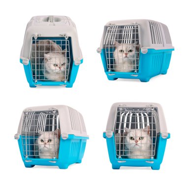 Beyaz arka planda hayvan taşıyan sevimli kedi, kolaj