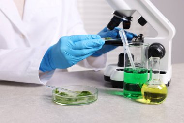 Biyokimya. Laboratuvarda, gri masada bitki ve sıvılarla çalışan bilim adamı.