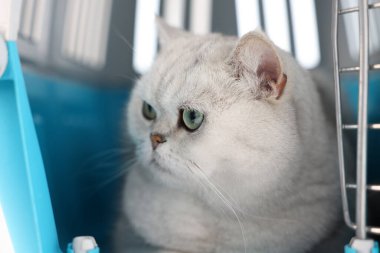 Evcil hayvan taşıyıcısındaki sevimli kedi, yakın plan. Sevimli hayvan.