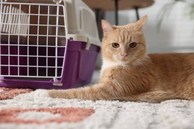 Şirin kedi ve hayvan taşıyıcısı evde, yakın plan.