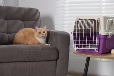 Şirin kedi ve evcil hayvan taşıyıcısı.