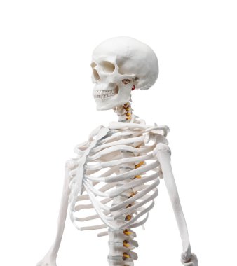 Yapay insan iskelet modeli beyaz üzerine izole edildi
