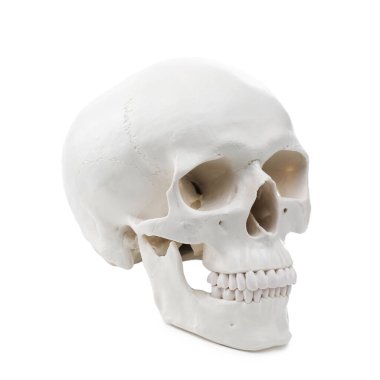 Beyazda izole edilmiş yapay insan kafatası modeli