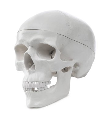 Beyazda izole edilmiş yapay insan kafatası modeli