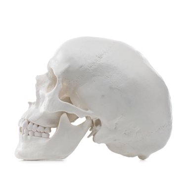 Beyazda izole edilmiş yapay insan kafatası modeli