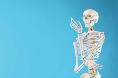 Artificial human skeleton model on light blue background, space for text