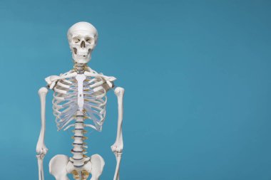Artificial human skeleton model on light blue background, space for text