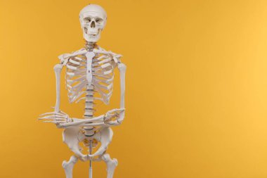 Artificial human skeleton model on orange background, space for text