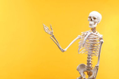 Artificial human skeleton model on orange background, space for text