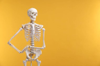 Artificial human skeleton model on orange background, space for text