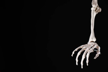Siyah arka planda yapay insan iskeleti modeli, yakın plan. Metin için boşluk