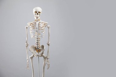 Artificial human skeleton model on gray background, space for text