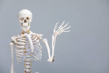 Artificial human skeleton model on gray background, space for text