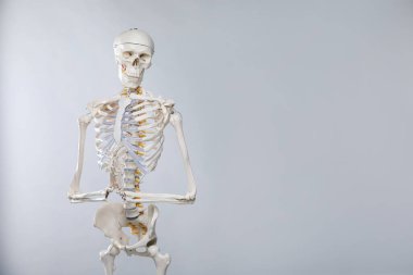 Artificial human skeleton model on gray background, space for text