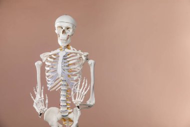 Açık kahverengi arkaplan üzerinde yapay insan iskelet modeli, metin için boşluk