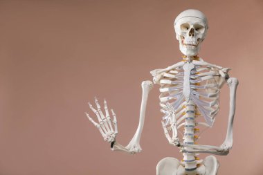 Açık kahverengi arkaplan üzerinde yapay insan iskelet modeli, metin için boşluk