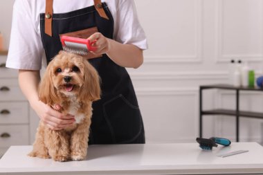 Şirin Maltipoo köpeğini fırçalayan kadın, yakın plan.