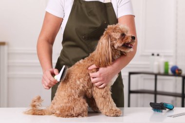 Şirin Maltipoo köpeğini fırçalayan kadın, yakın plan.