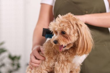 Şirin Maltipoo köpeğini fırçalayan kadın, yakın plan.