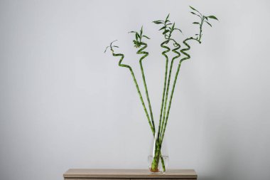Güzel yeşil bambu kökleri vazoda, ışık duvarının yanındaki masada, metin için yer var.