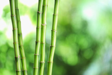 Dekoratif bambu kökleri bulanık yeşil arka planda, yakın planda. Metin için boşluk