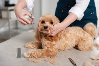 İçeride makasla köpek kılı kesen kadın, yakın plan. Hayvan bakımı.
