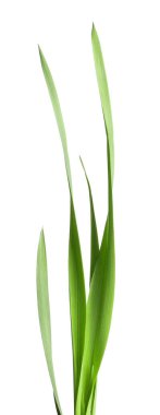 Beyaz çimenlerin üzerinde yeşil yapraklar