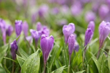 Dışarıda büyüyen çiğ damlaları olan bir sürü güzel çiçek, yakın plan.