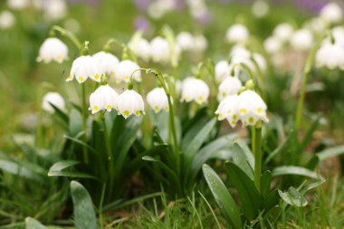 Dışarıda bir sürü güzel çiçek ve çimen yetişiyor, yakından.