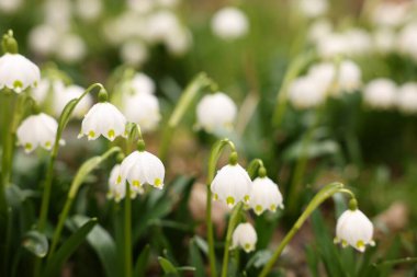 Dışarıda büyüyen çiğ damlaları olan bir sürü güzel çiçek, yakın plan.