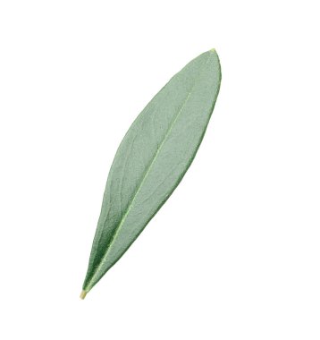 Taze yeşil zeytin yaprağı beyaza izole edilmiş.