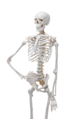 Yapay insan iskelet modeli beyaz üzerine izole edildi