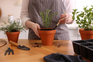 Mutfaktaki masaya bitki eken kadın, yakın plan.