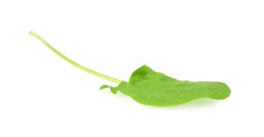 Bir taze yeşil kuş yaprağı beyaza izole edilmiş.