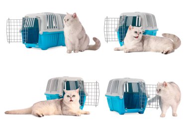 Beyaz arka planda sevimli kedi ve hayvan taşıyıcısı, kolaj