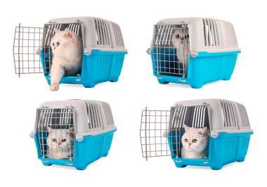 Beyaz arka planda hayvan taşıyan sevimli kedi, kolaj