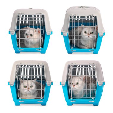 Beyaz arka planda hayvan taşıyan sevimli kedi, kolaj