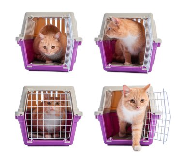 Beyaz arka planda evcil hayvan taşıyan sevimli kızıl kedi, kolaj