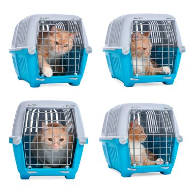 Beyaz arka planda evcil hayvan taşıyan sevimli kızıl kedi, kolaj