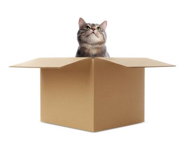 Beyaz arka planda karton kutudan dışarı bakan sevimli kedi.