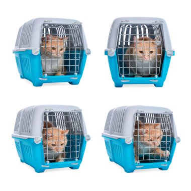 Beyaz arka planda evcil hayvan taşıyan sevimli kızıl kedi, kolaj