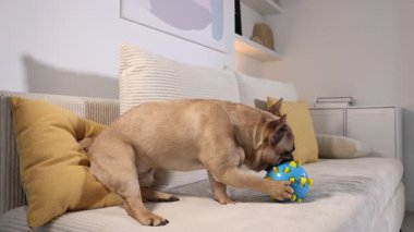 Sevimli Fransız bulldog köpeği evdeki kanepede oyuncak çiğniyor.