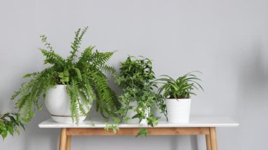 Kapalı alandaki açık gri duvarın yanındaki masaya yeşil saksı bitkisi yerleştiren kadın.