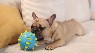 Sevimli Fransız bulldog köpeği koltukta oyuncak çiğniyor.