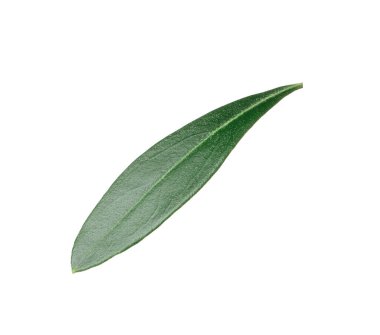 Taze yeşil zeytin yaprağı beyaza izole edilmiş.